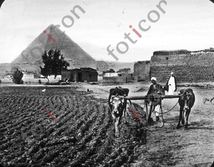 Pflügende Bauern | Plowing farmers - Foto foticon-simon-008-025-sw.jpg | foticon.de - Bilddatenbank für Motive aus Geschichte und Kultur